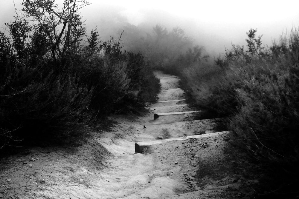 foggy path
