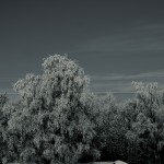 mystree2